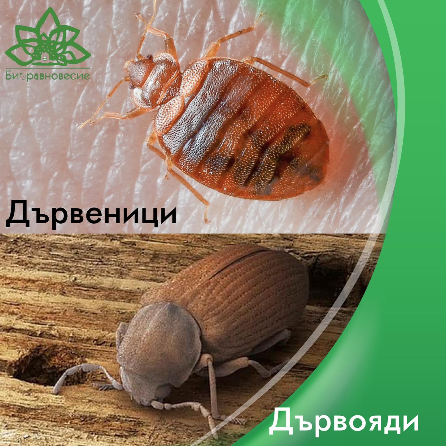 Разликата между дървеници и дървояди