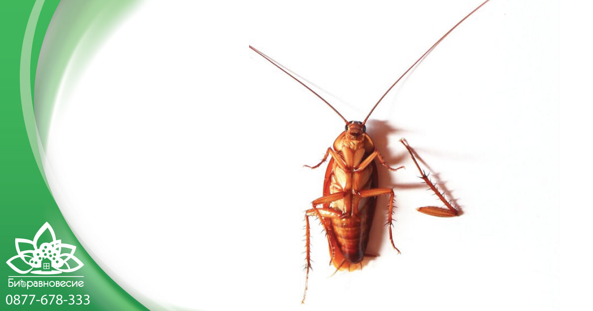 Видове балкански хлебарки и как да се справите с тях?